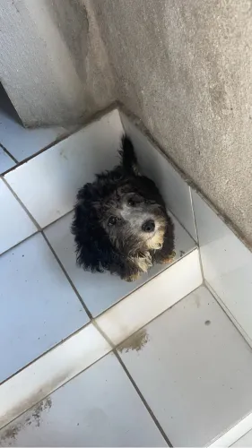 Poodle fêmea N1