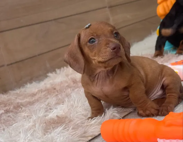 Dachshund - FILHOTES