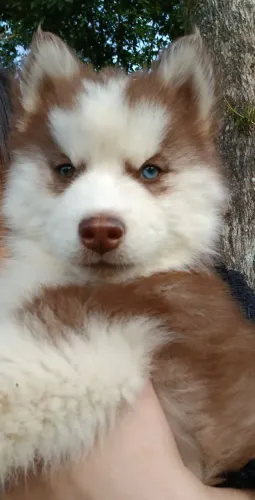 Vendo hunsky siberiano machinhos