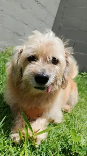 Cão