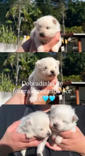 Spitz Alemão anão , pedigree, regularizado