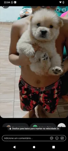 Cachorro chau chau pra vender