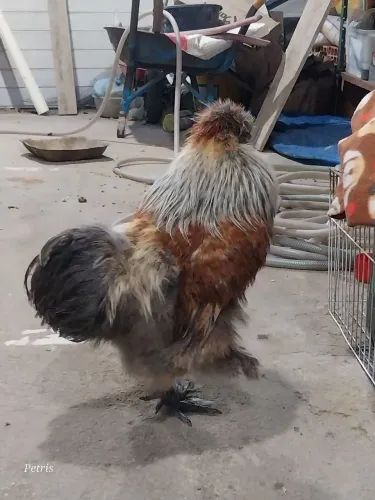 Galinha sedosa do Japão