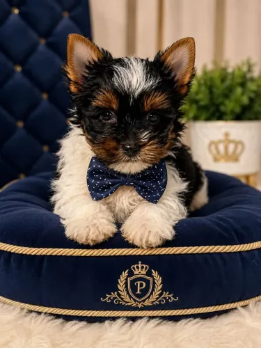Machinho de york biewer disponivél