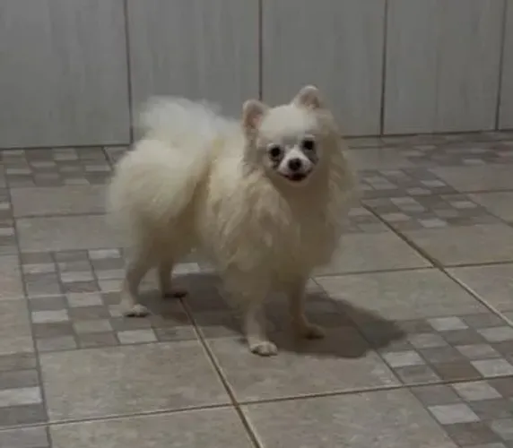 Fêmea de spitz alemão com 10 meses