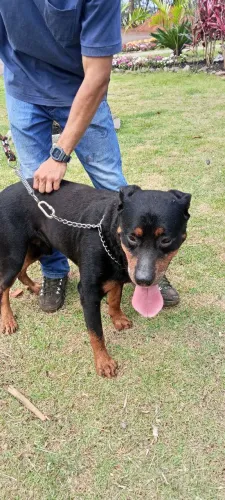 Rottweiler dócil puro para doação 1 ano