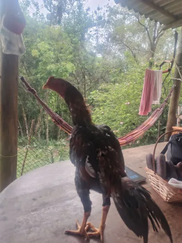 Vendo lindos frangos índios shamo aprimoramento de raça