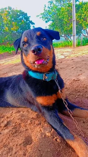 Rottweiler macho