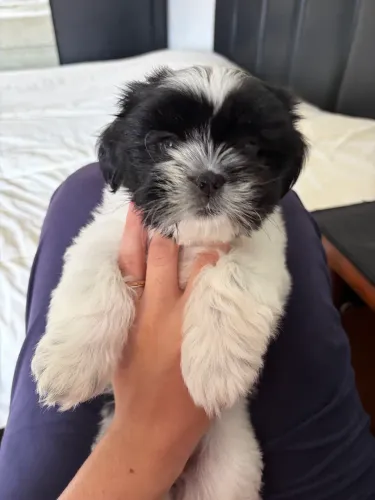 vendo shihtzU feme@