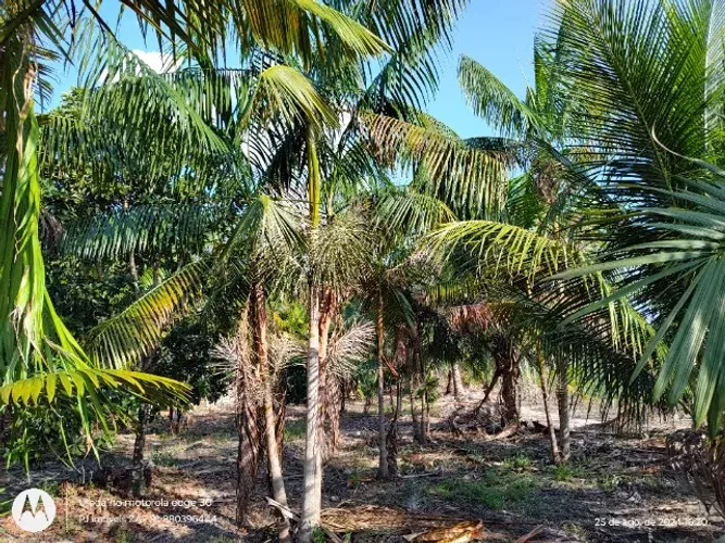 sitio com uma casa , casa de farinha, plantação de açaí , na região de Santa Maria do Pará