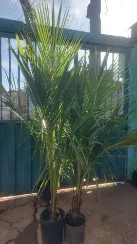 Promoção**paisagismo, jardim