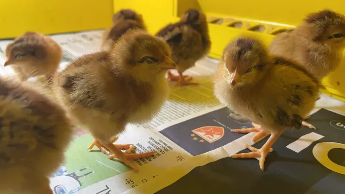 Pintinhos Embrapa 051 (Rústico-Moderno)