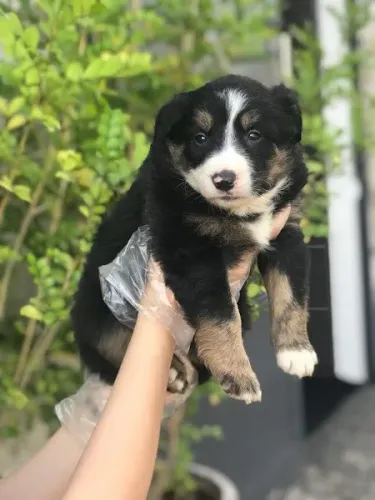Border collie todas as cores, padrão CBKC 
