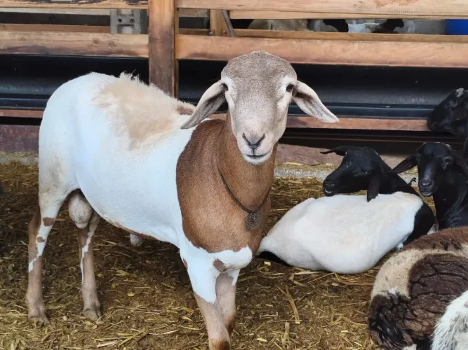 Venda de ovinos e caprinos para abater e criar.