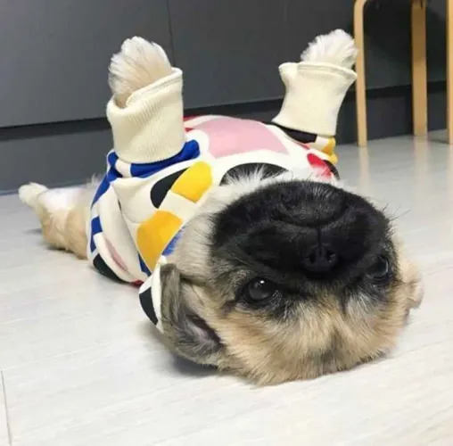 Filhote Pug, Leve para casa um pacotinho de amor e fofura!