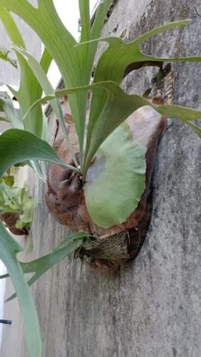 Planta Chifre de Veado - Linda e Exótica!