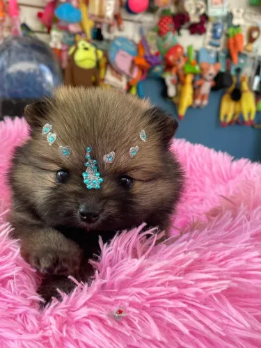 Spitz alemão fêmea anao $4.300,00