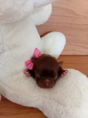 Chihuahua. Uma princesa chocolate para reserva