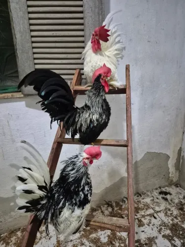 Galo Nagazaki Chinês Garnizé Mini só 60 reais