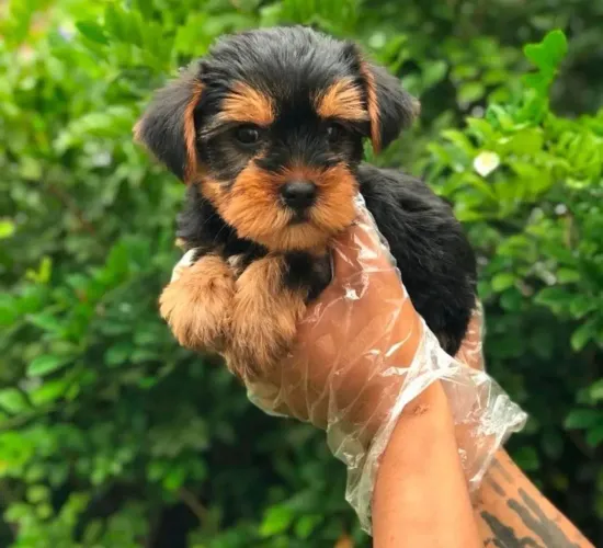 Yorkshire Terrier especial