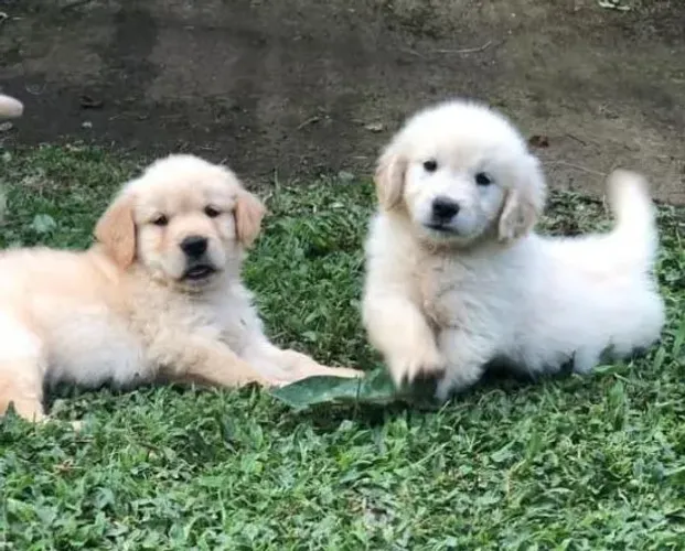Filhotes de Golden Retriever | Patinhas que encantam todos.