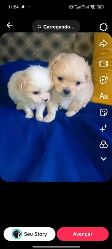 Cachorrinho filhote