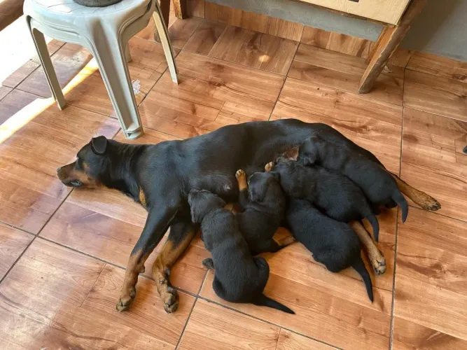 Rottweiler 