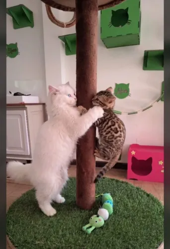 Gato bengal e gato persas, variados filhotes com Pedigree