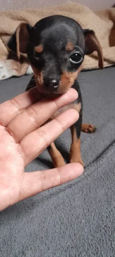 Pinscher pai 1 mae 2
