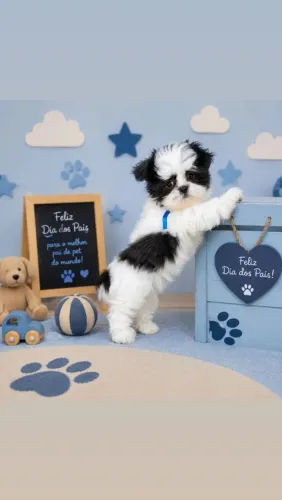 Shihtzu macho porte bem pequenininho