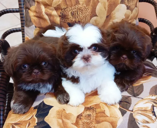 Fêmea Shihtzu (Branco/Chocolate)