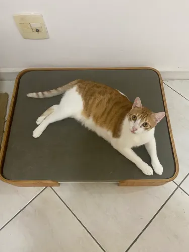 Cama para pet tokstok