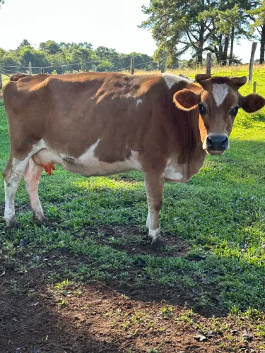 Vendo vacas