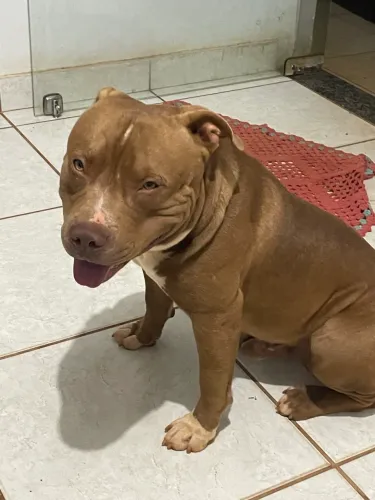 Doa se Pit Bull macho
