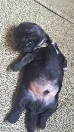 Filhotes de shih tzu Puros 