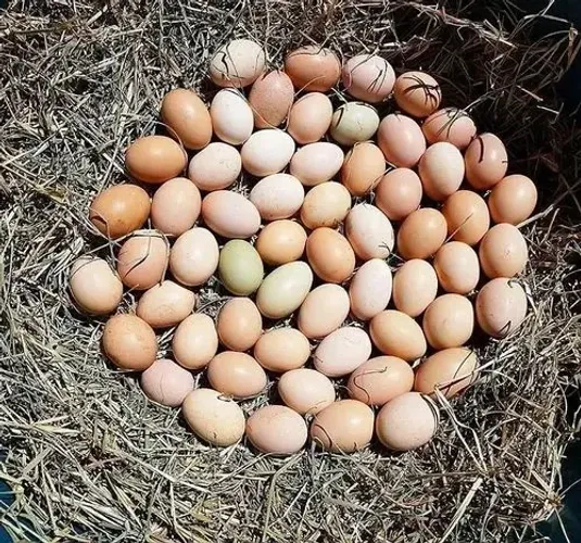 Compro ovos férteis de galinhas variadas 