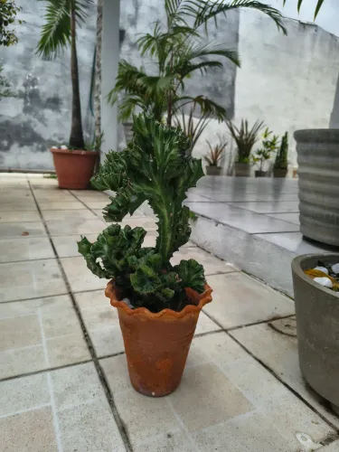 Cacto monstro 