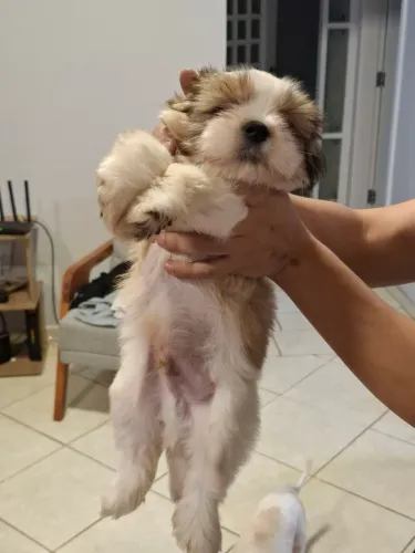 Filhote Shitzu 100% 1 mês e 2 dias