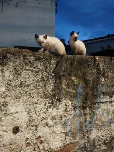 Gatinhos siameses