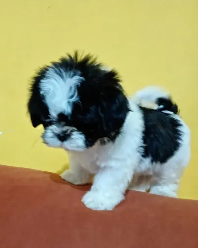 Filhote macho shih Tzu 