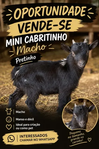 Vende-se mini cabrito