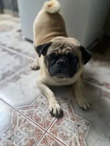 Pug macho 