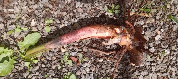 1 muda de heliconia rostrata - rizoma
