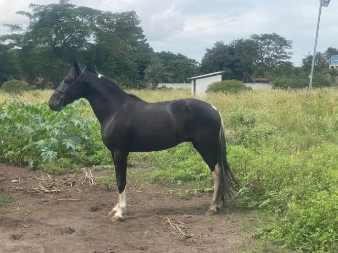 Cavalo Pampa De Preto