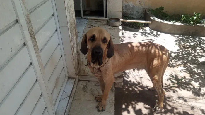 Fila brasileiro para doação