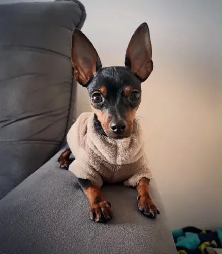 Pinscher zero -Filhotes já adestrados no jornal higiênico 
