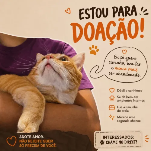 Doa-se Gatinho Laranja