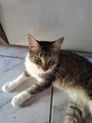 Gatinha carinhosa querendo uma lar