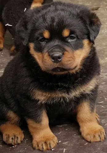 Filhote de cachorro rottweiler vacinado e vermifugado com garantia