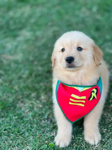 GOLDEN RETRIEVER MACHO
